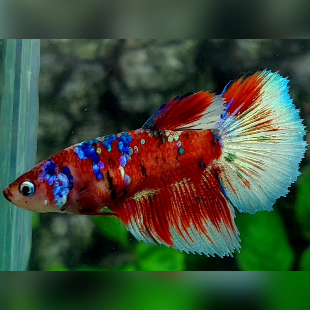 Red Barongsai Galaxy Halfmoon Betta Fish Female For Sorority / Breed