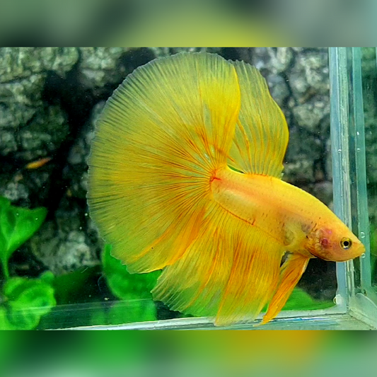 Solid Yellow Banana Halfmoon Betta Fish Male