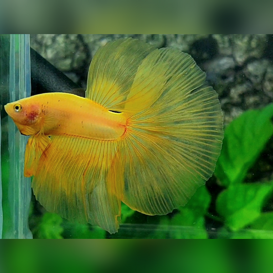 Solid Yellow Banana Halfmoon Betta Fish Male
