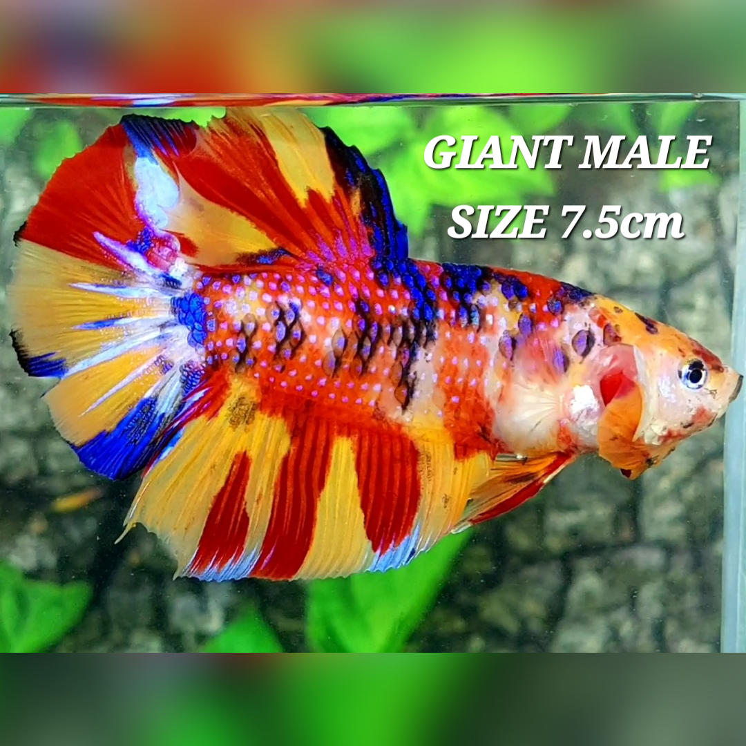 Multicolor Candy JUMBO GIANT HMPK Betta Fish Male