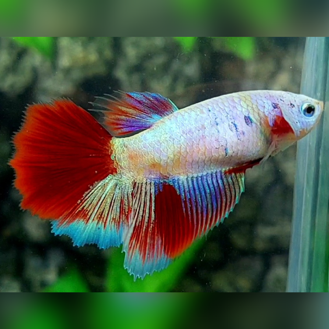 Multicolor Candy Halfmoon Female For Sorority / Breed #na