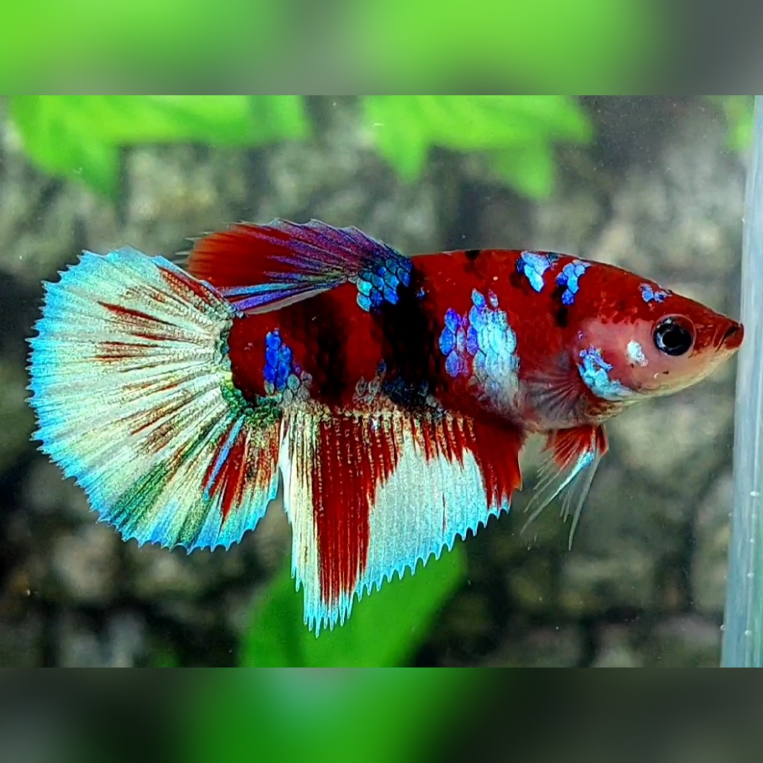 Red Barongsai Halfmoon Betta Fish Female For Sorority / Breed