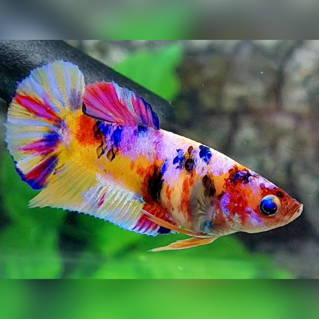 Multicolor Yellowbase Candy Galaxy HMPK Betta Fish Female For Sorority / Breed