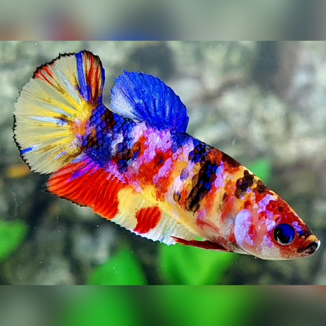 Multicolor Yellowbase Candy Galaxy HMPK Betta Fish Female For Sorority / Breed