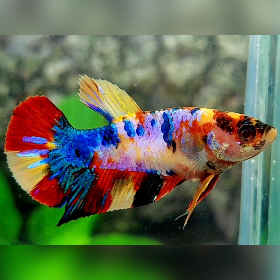 Multicolor Yellowbase Candy Galaxy HMPK Betta Fish Female For Sorority / Breed