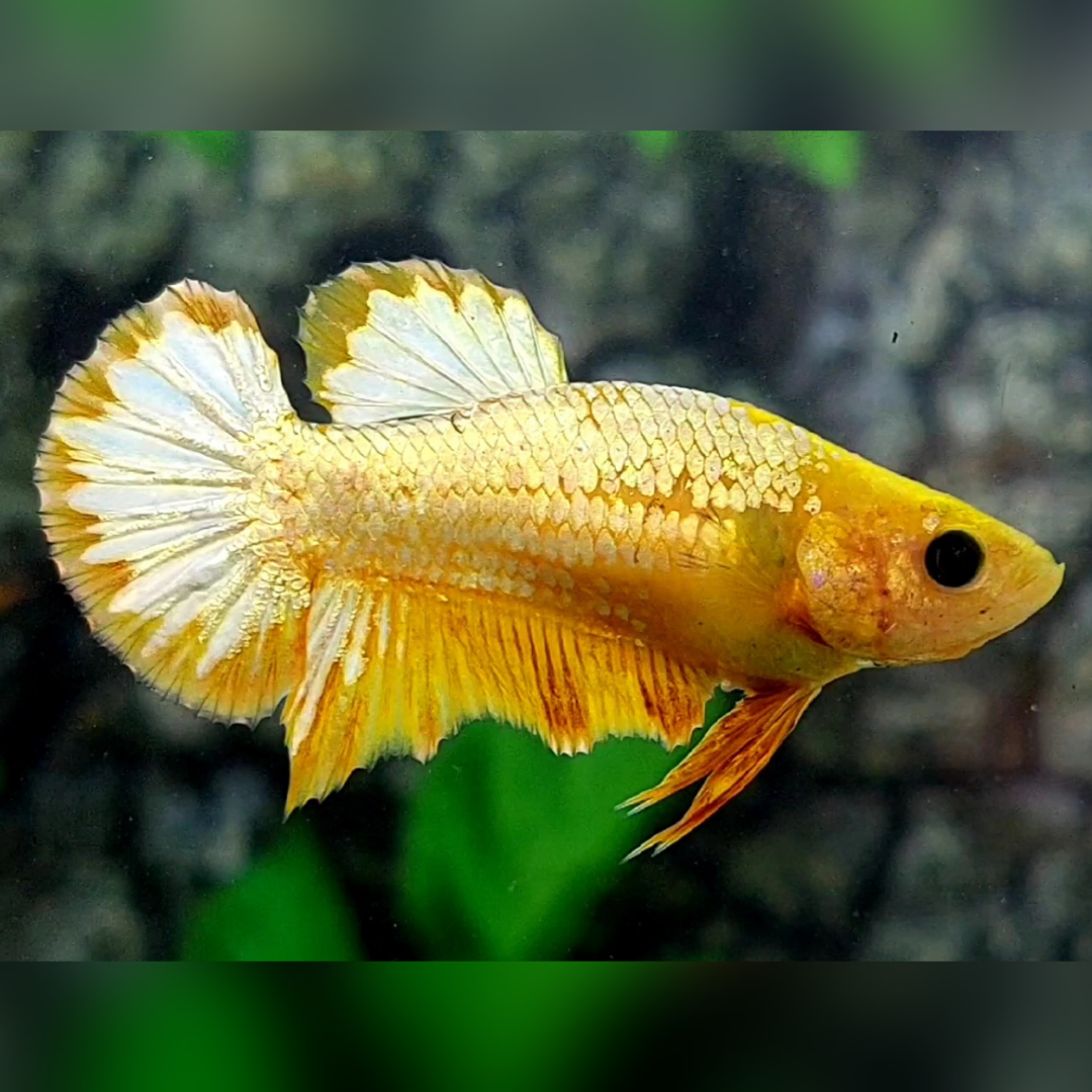 Yellow Gold Fancy Copper HMPK Betta Fish Female For Sorority / Breed