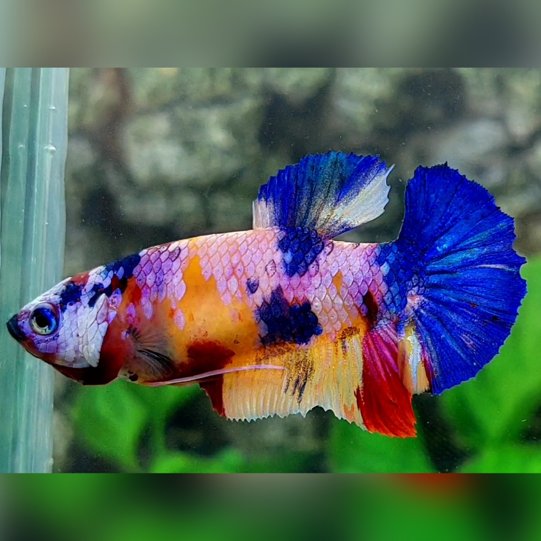Multicolor Yellowbase Pink Candy HMPK Female For Sorority / Breed #na