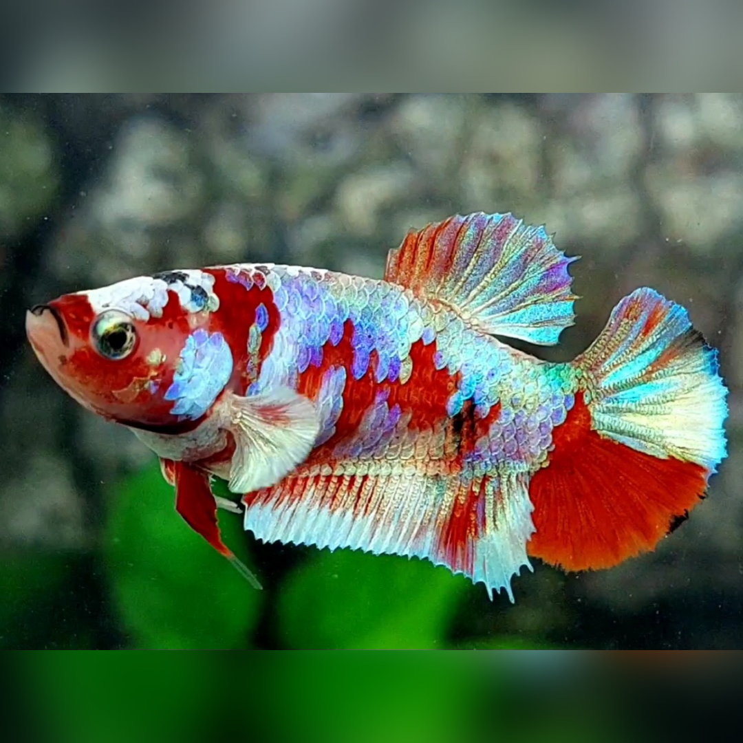 Red Barongsai HMPK Betta Fish Female For Sorority / Breed