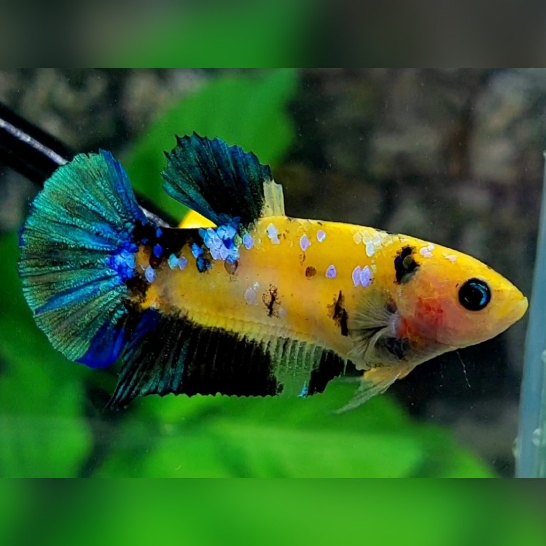 Green Yellow Galaxy Tiger HMPK Betta Fish Female For Sorority / Breed #YKG
