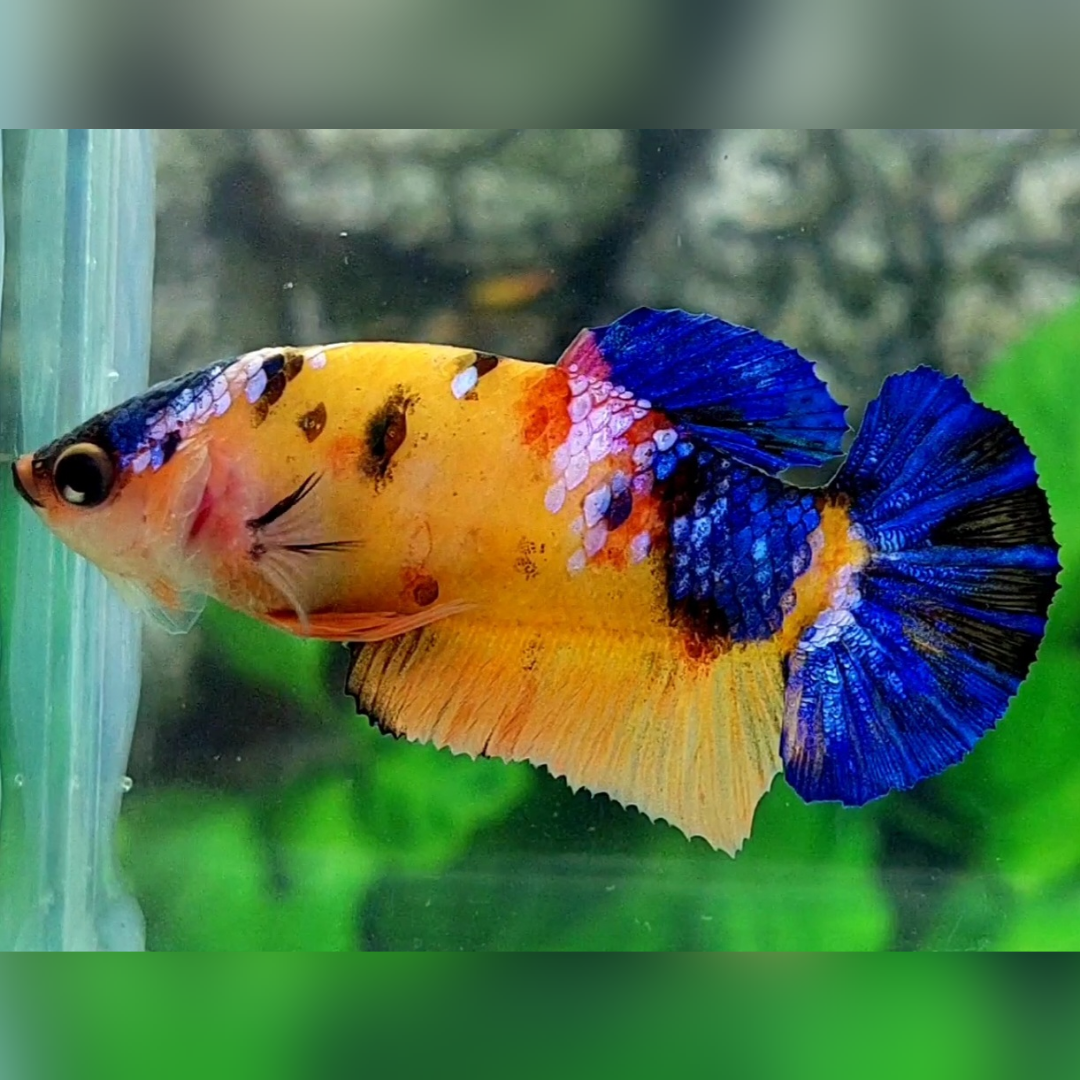 Multicolor Yellowbase Galaxy HMPK Betta Fish Female For Sorority / Breed