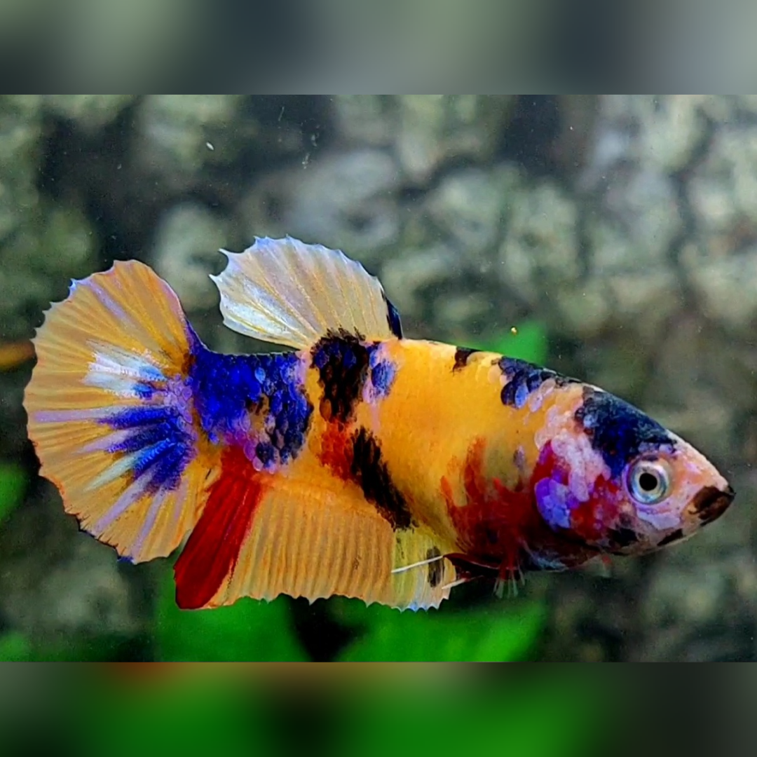 Multicolor Yellowbase Candy Galaxy HMPK Female For Sorority / Breed #na