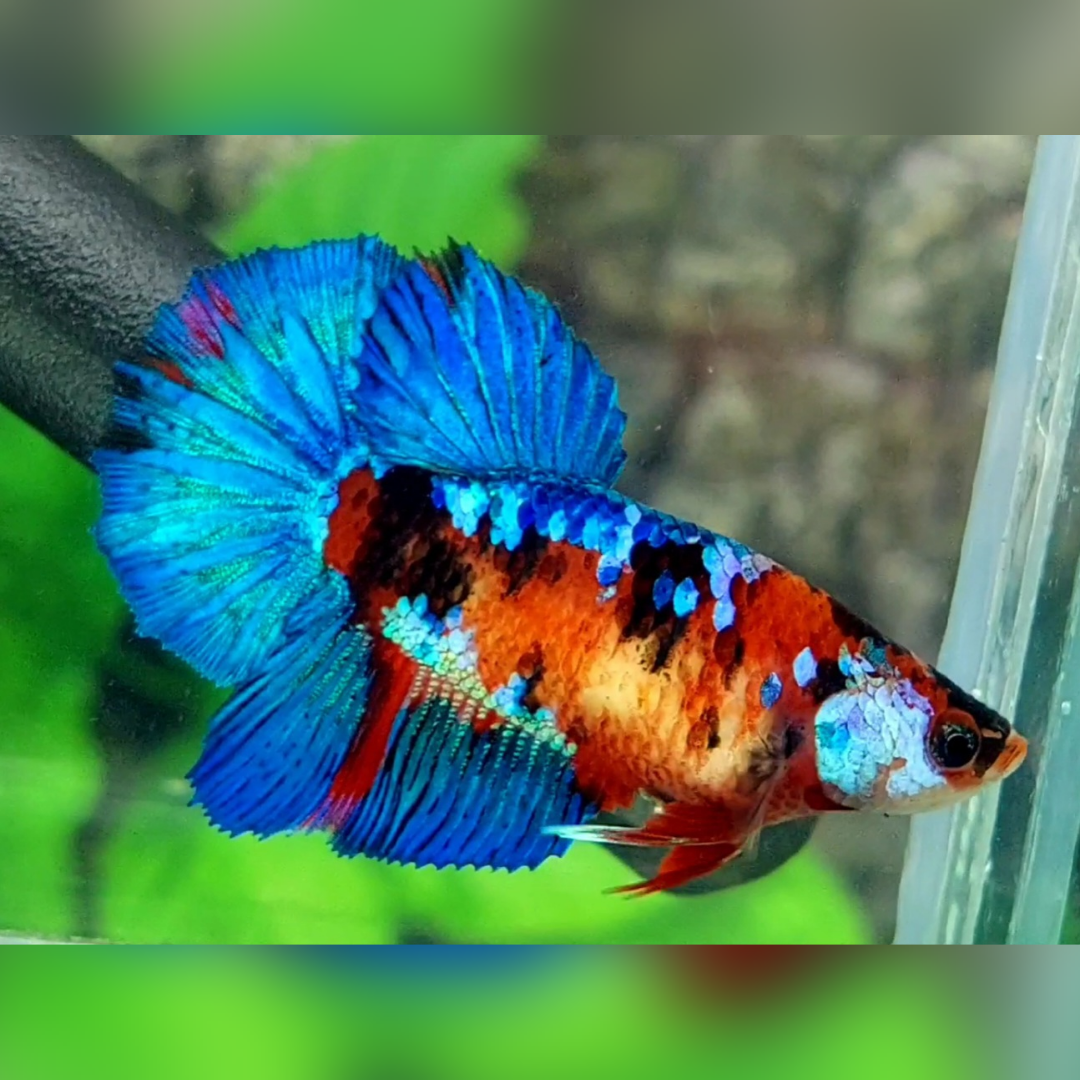 Multicolor Red Koi Galaxy Halfmoon Betta Fish Female For Sorority / Breed