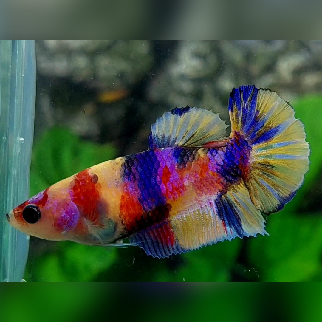 Multicolor Yellowbase Candy Galaxy HMPK Betta Fish Female For Sorority / Breed