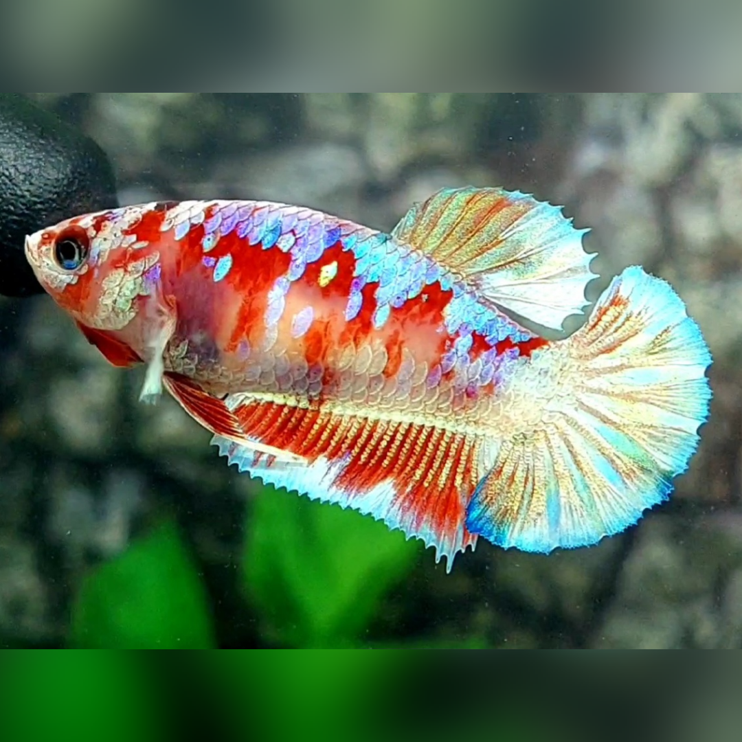 Red Barongsai HMPK Betta Fish Female For Sorority / Breed