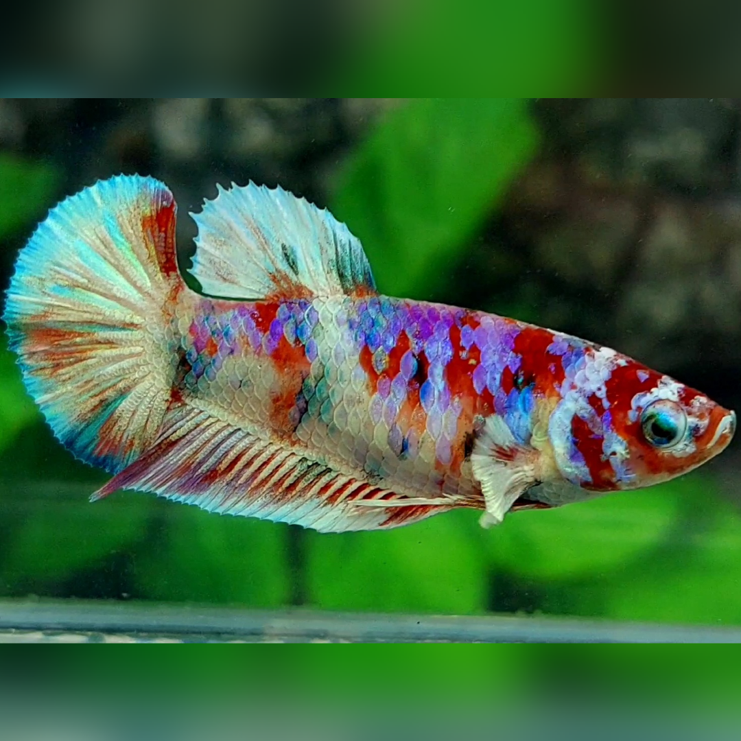 Red Rainbow Barongsai HMPK Betta Fish Female For Sorority / Breed