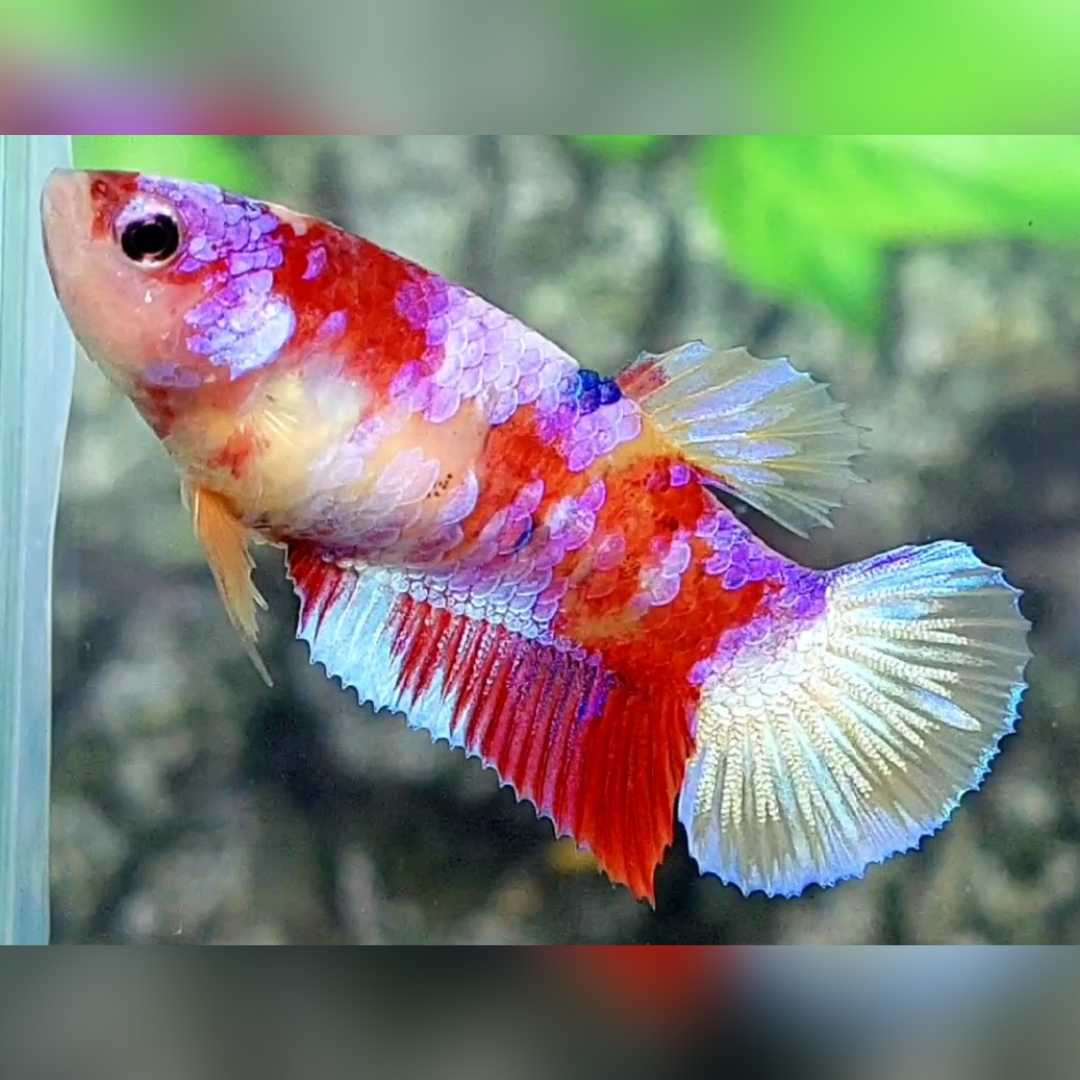 Multicolor Candy Galaxy HMPK Betta Fish Female For Sorority / Breed