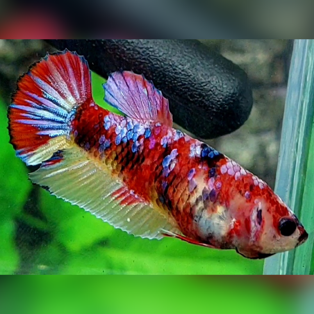Multicolor Candy Galaxy HMPK Female For Sorority / Breed #na