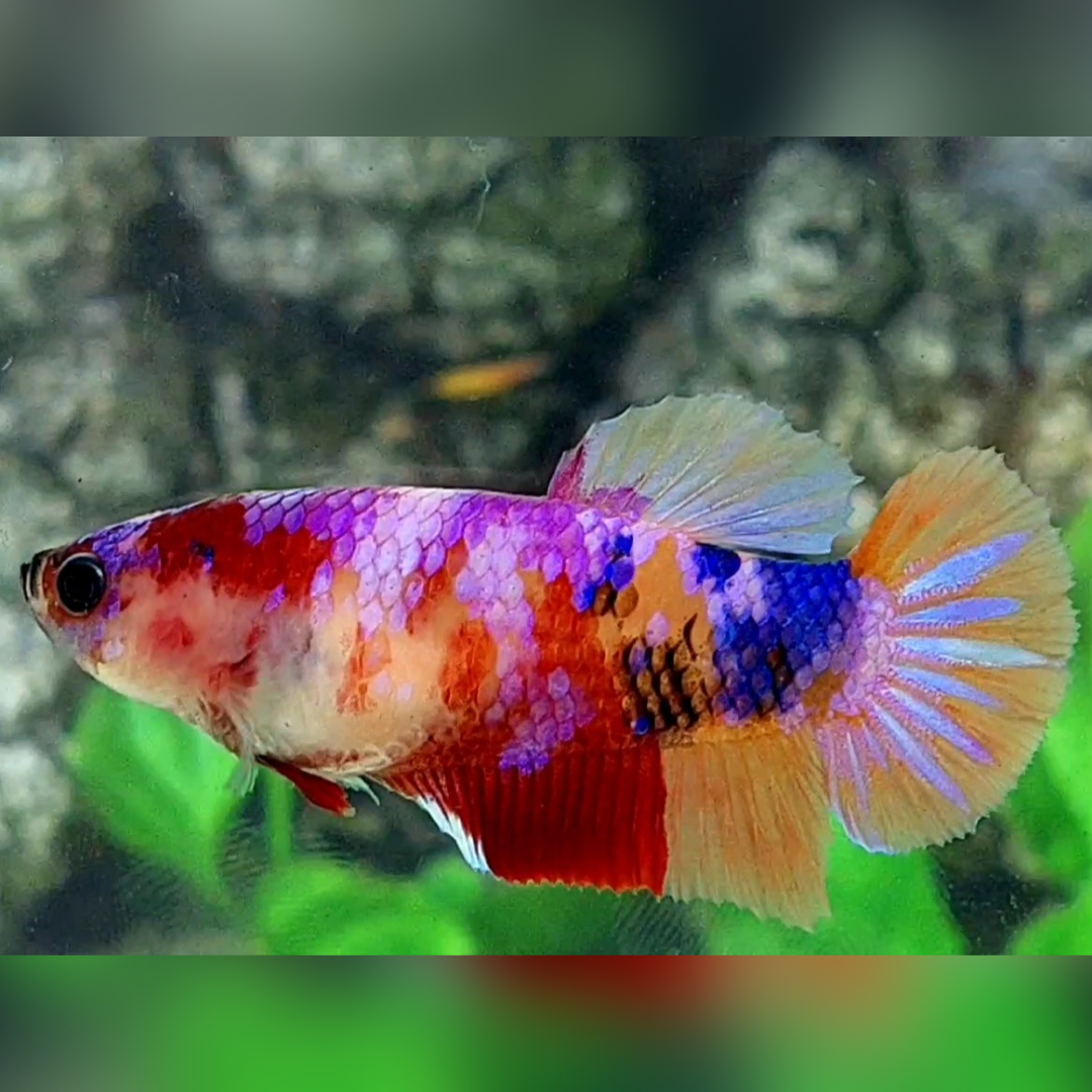 Multicolor Candy Galaxy HMPK Betta Fish Female For Sorority / Breed