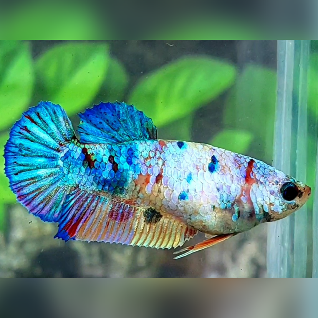 Multicolor HMPK Betta Fish Female For Sorority / Breed