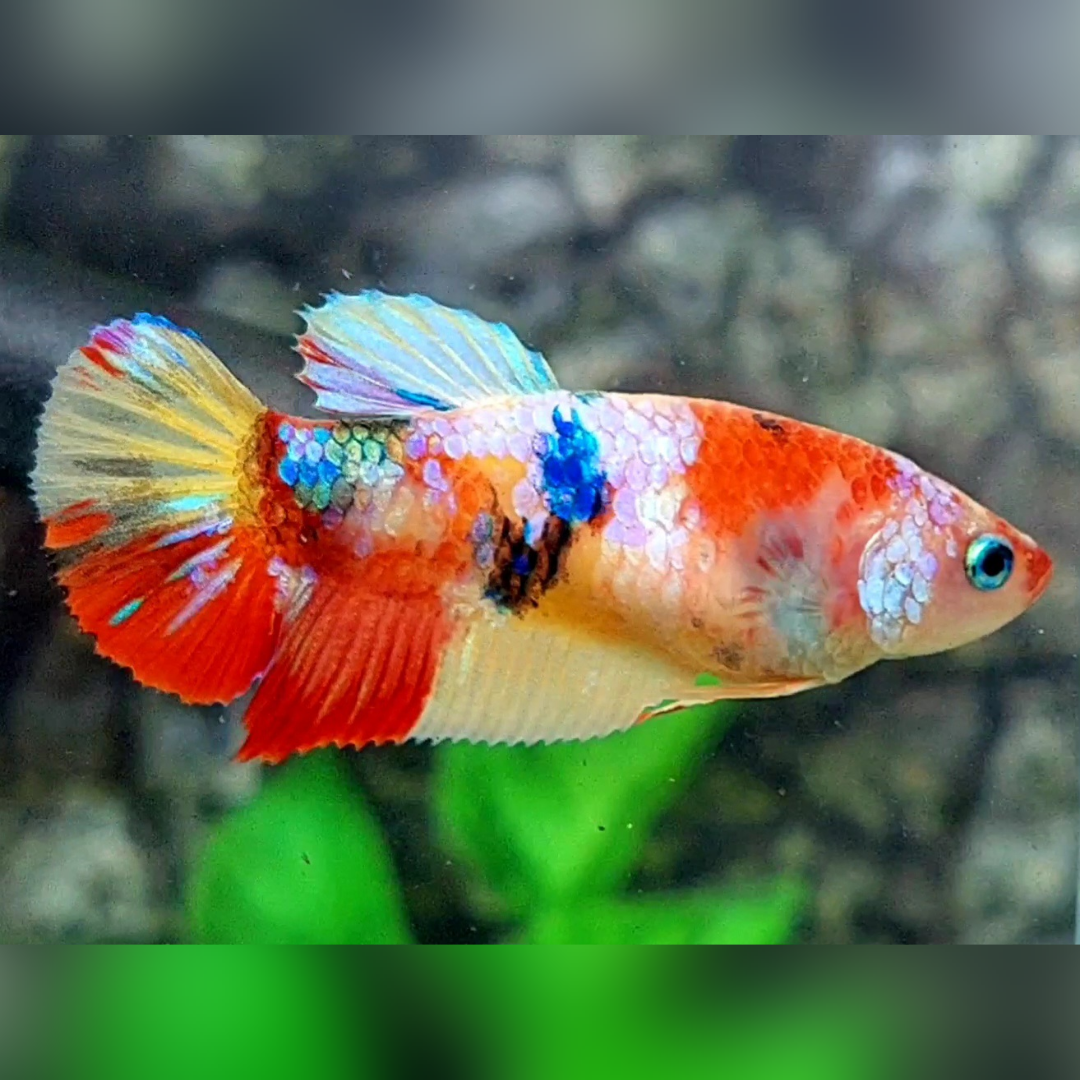 Multicolor Candy Galaxy HMPK Betta Fish Female For Sorority / Breed