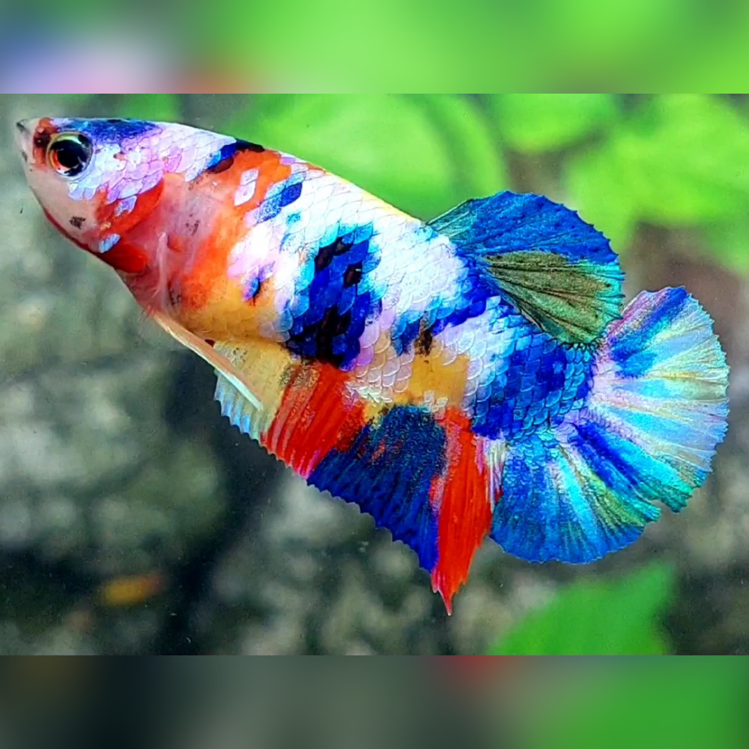 Multicolor Yellowbase Galaxy HMPK Betta Fish Female For Sorority / Breed