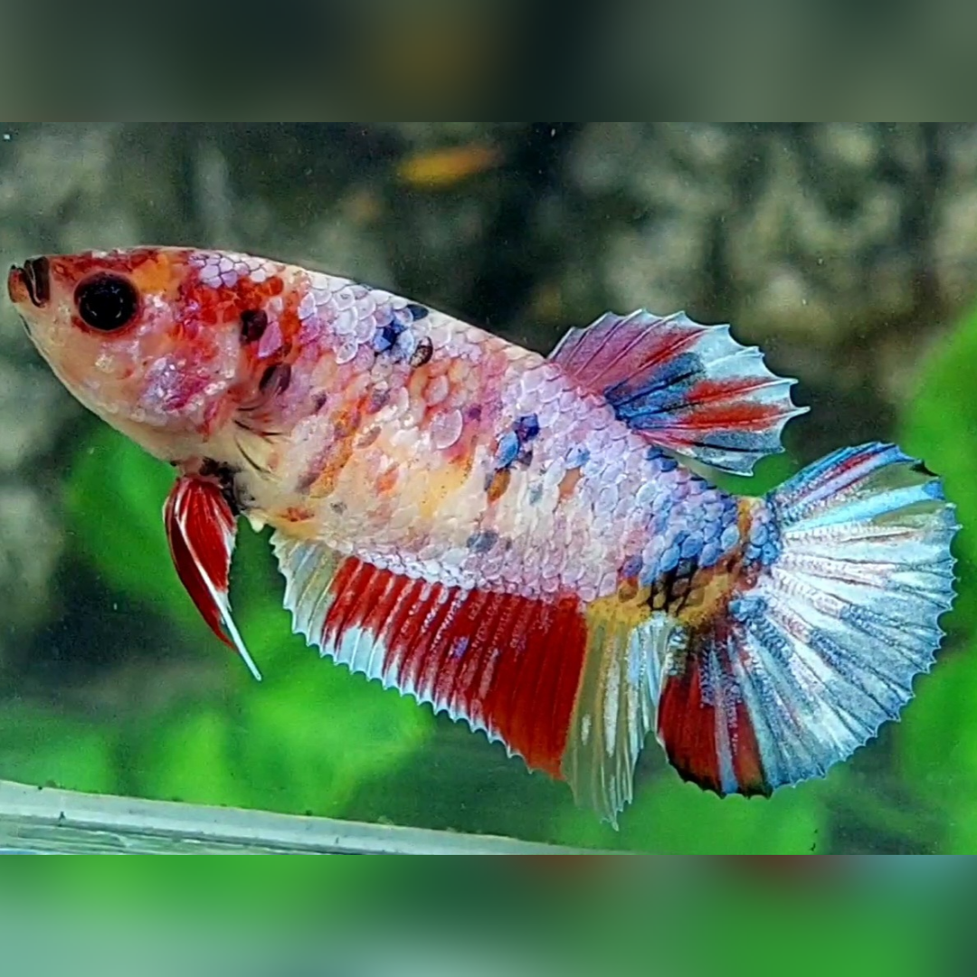 Multicolor Candy HMPK Betta Fish Female For Sorority / Breed