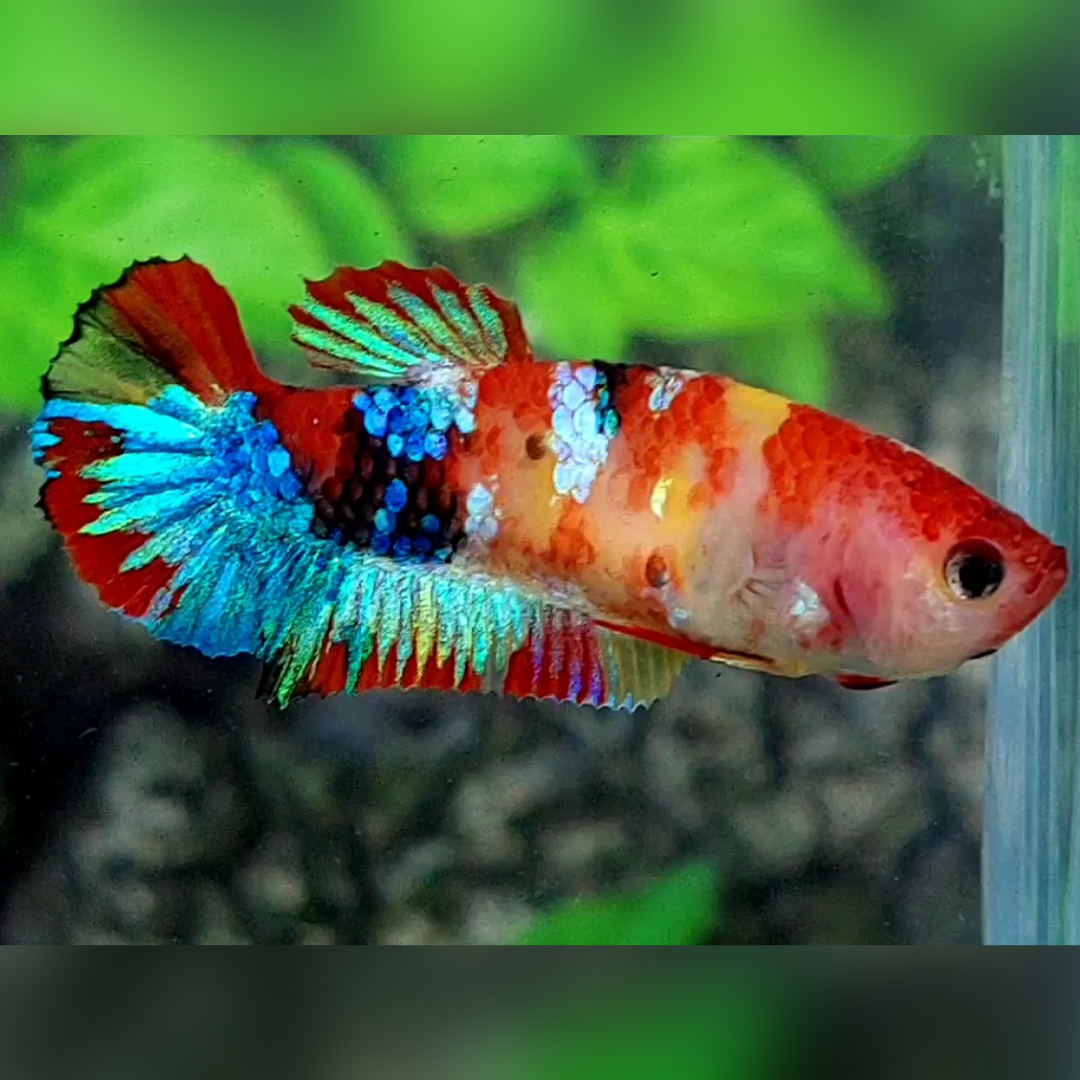Multicolor Koi Galaxy HMPK Betta Fish Female For Sorority / Breed