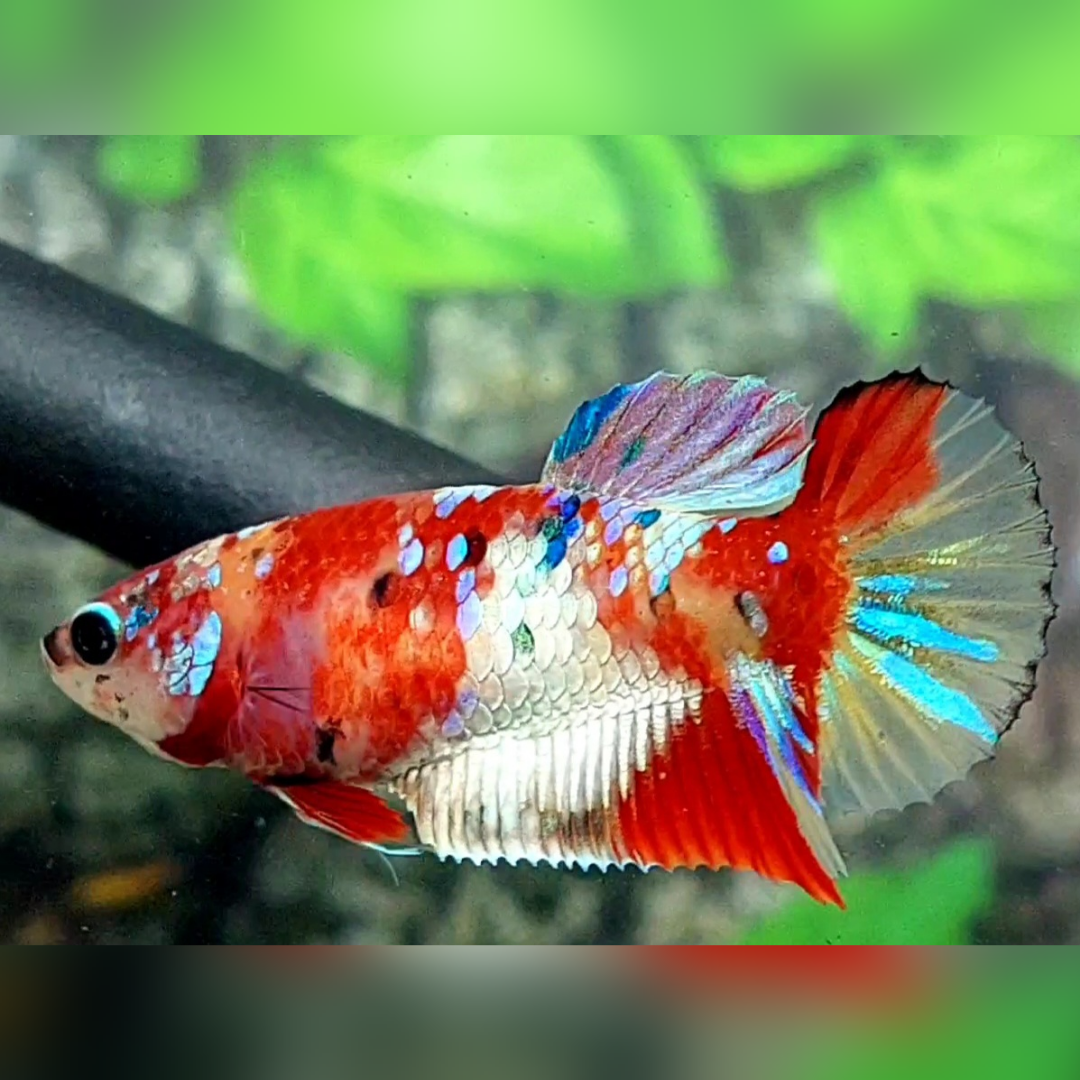 Multicolor Koi Galaxy HMPK Female For Sorority / Breed #na