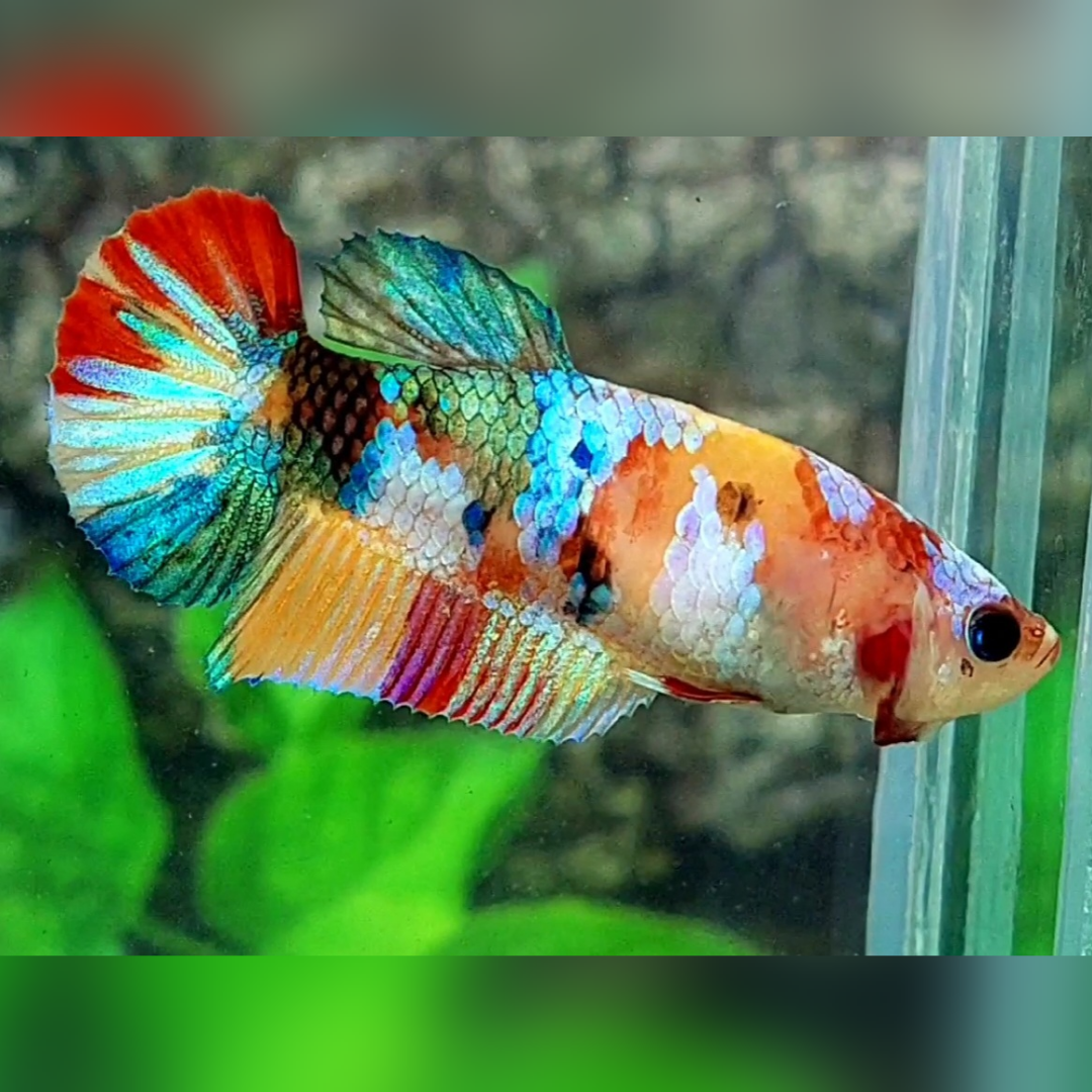 Multicolor Yellowbase Galaxy HMPK Female For Sorority / Breed #na