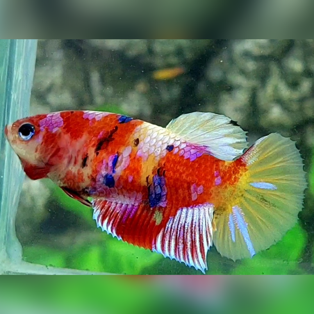 Multicolor Candy Galaxy HMPK Betta Fish Female For Sorority / Breed