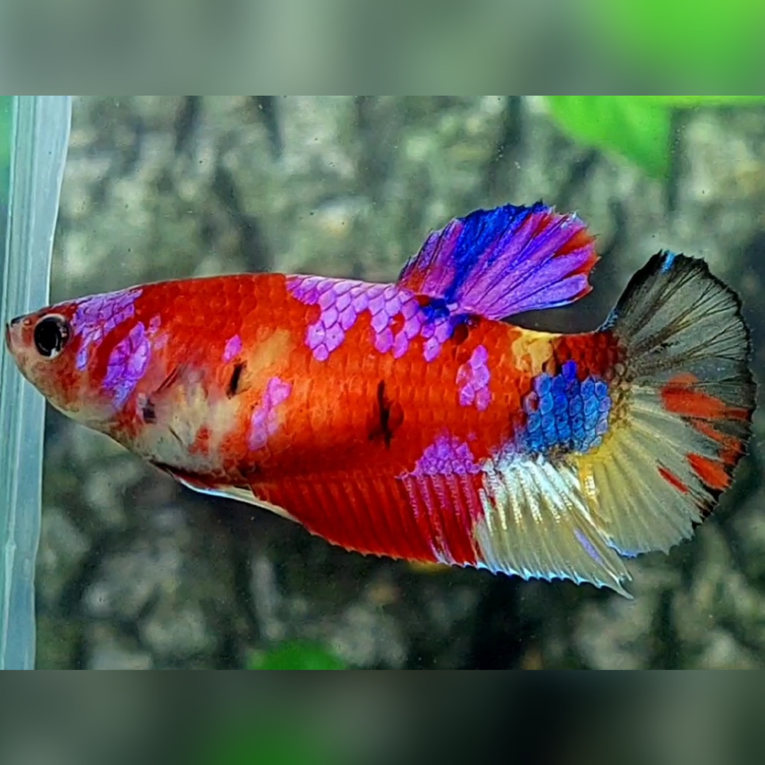 Multicolor Candy Purple Galaxy HMPK Betta Fish Female For Sorority / Breed