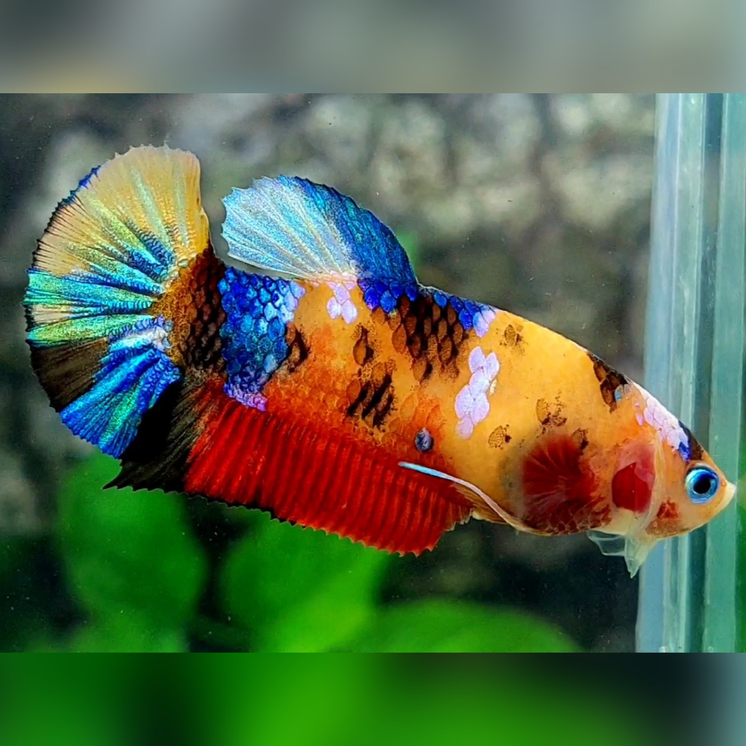Multicolor Yellowbase Galaxy HMPK Betta Fish Female For Sorority / Breed