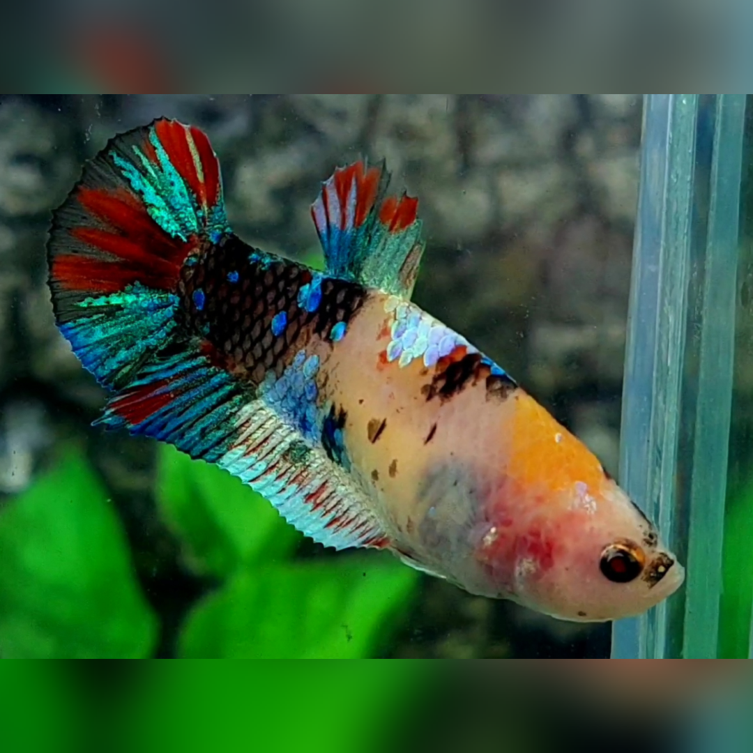 Multicolor Black Koi Galaxy HMPK Female For Sorority / Breed #na