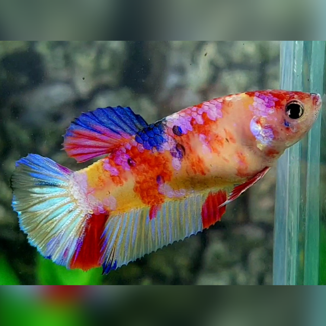 Multicolor Candy Galaxy HMPK Betta Fish Female For Sorority / Breed