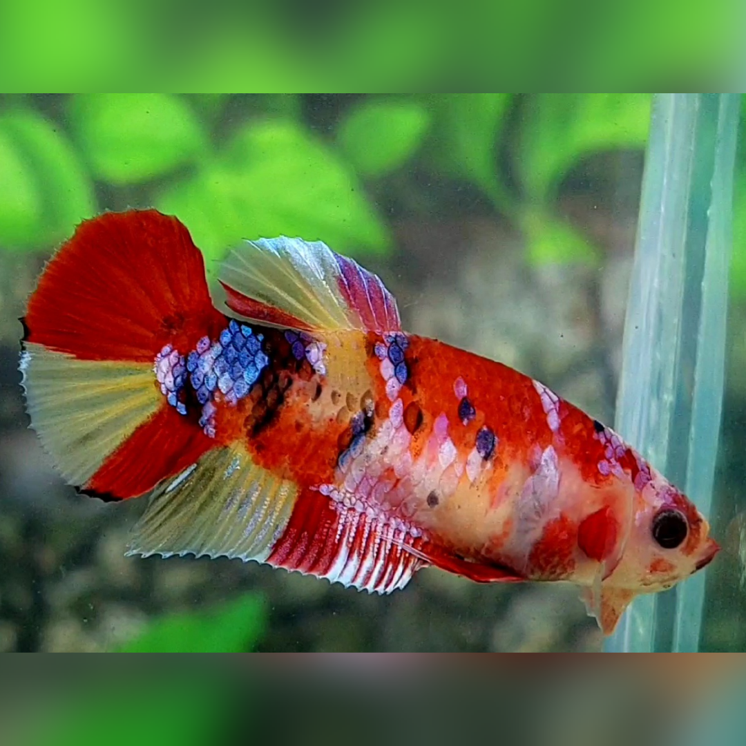 Multicolor Candy Galaxy HMPK Betta Fish Female For Sorority / Breed