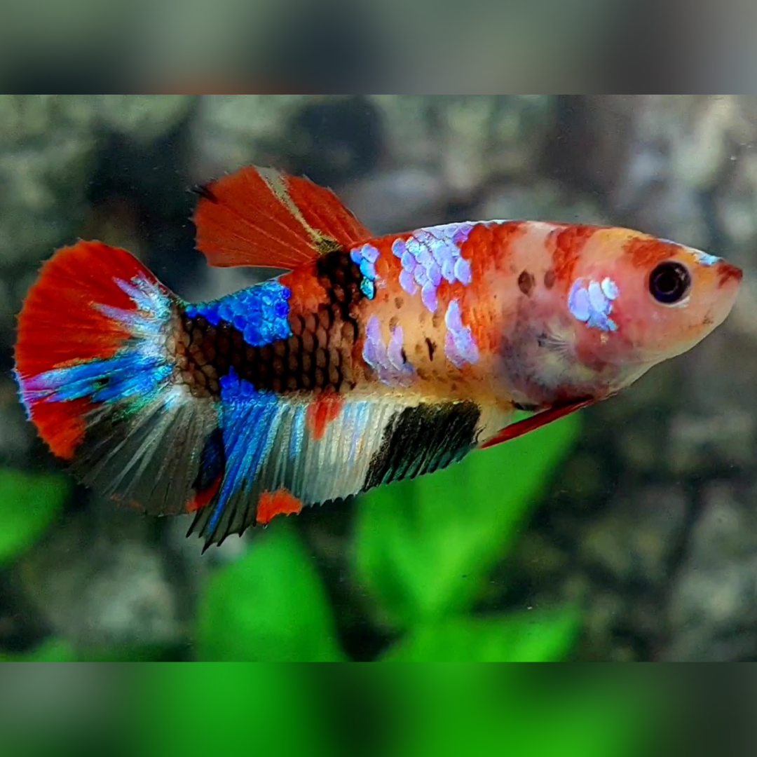 Multicolor Galaxy HMPK Betta Fish Female For Sorority / Breed