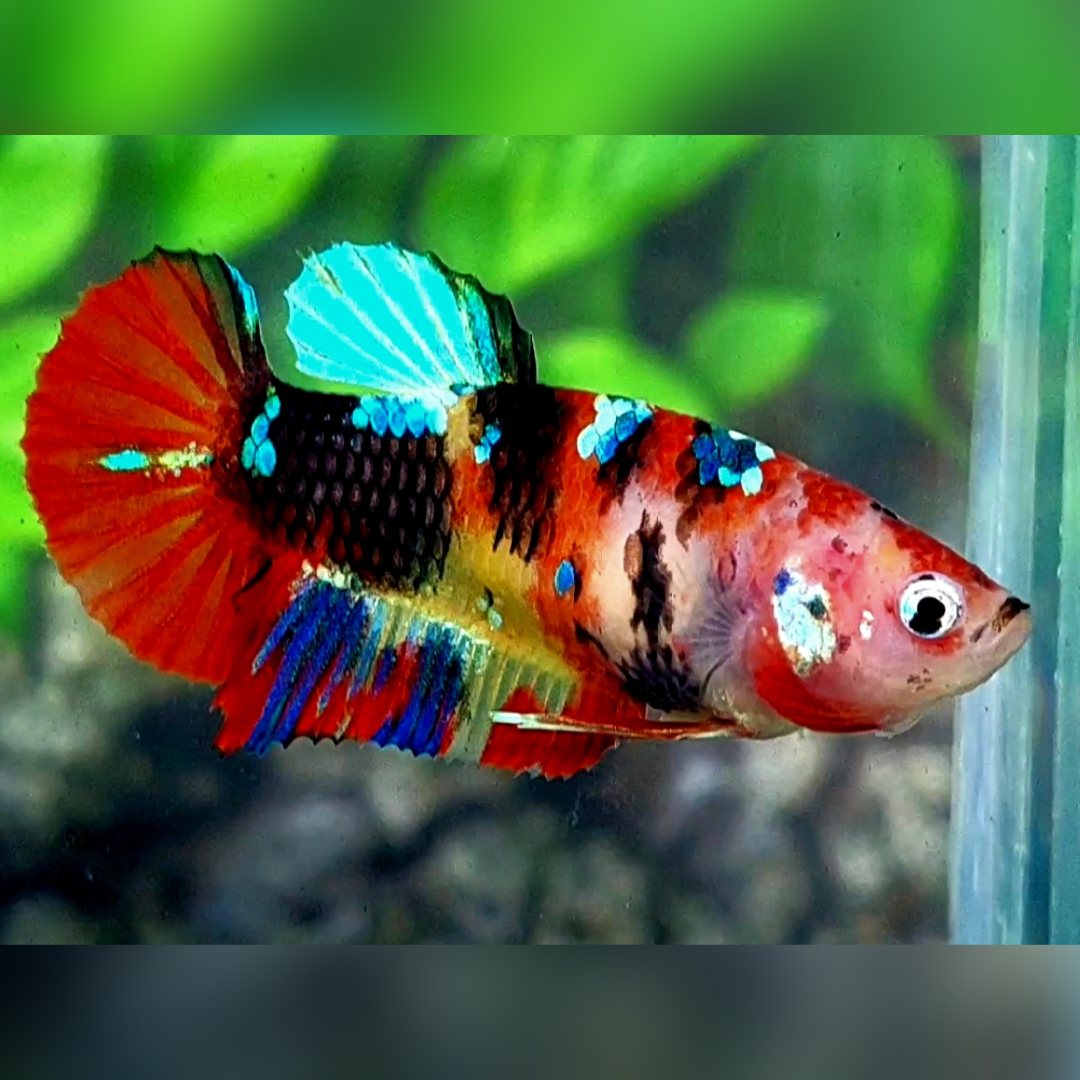 Multicolor Red Tiger Galaxy HMPK Female For Sorority / Breed #na