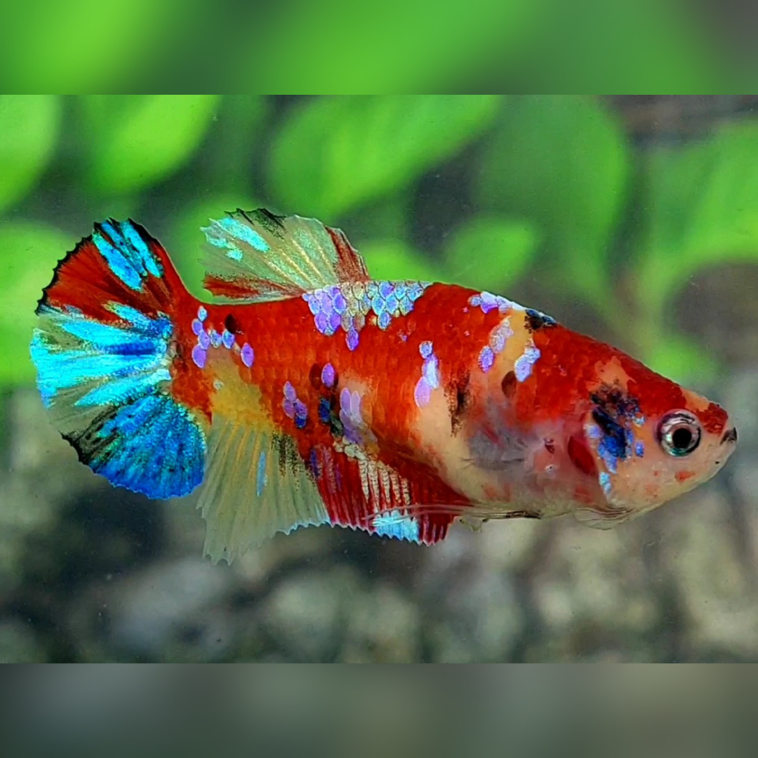 Multicolor Galaxy HMPK Betta Fish Female For Sorority / Breed