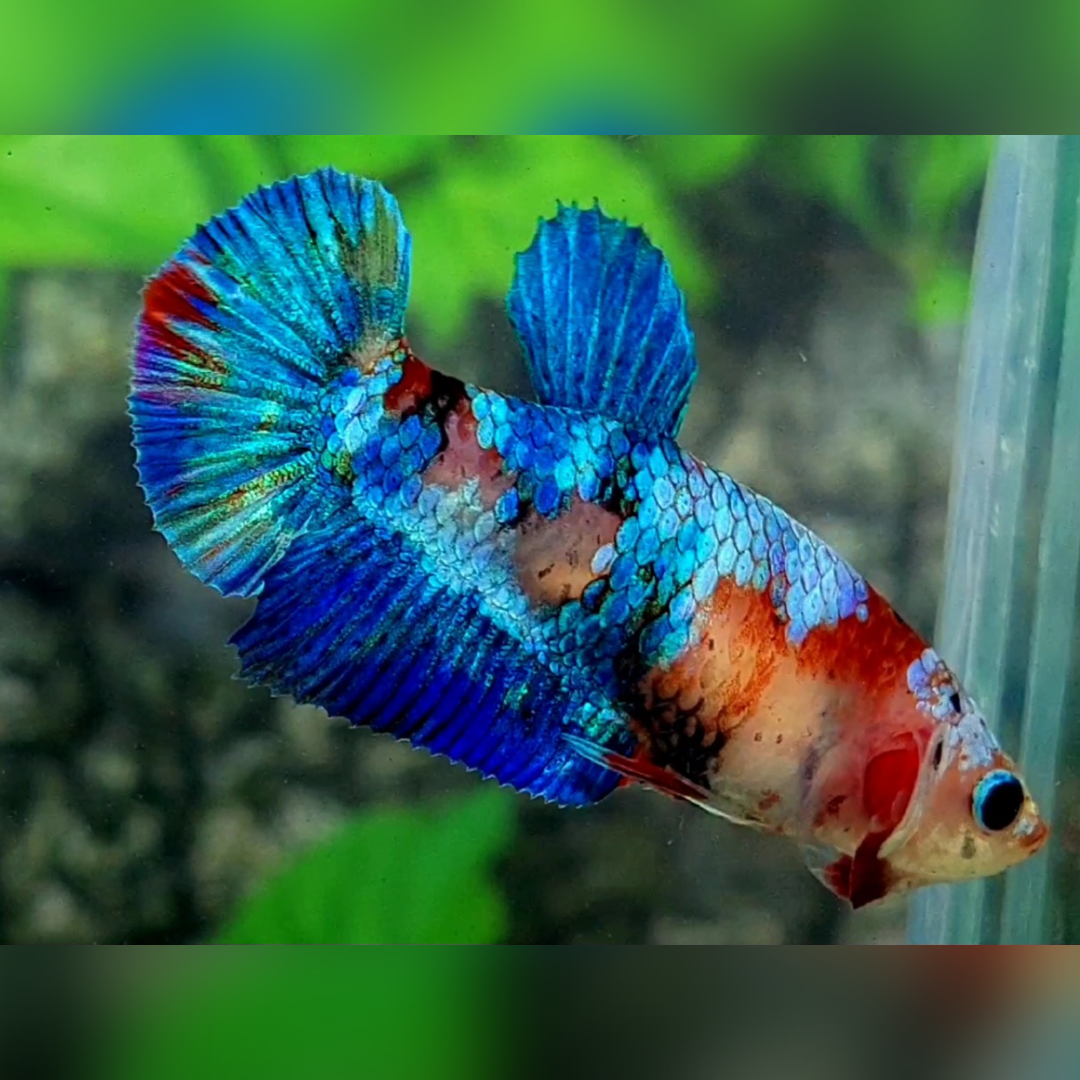Multicolor Koi Galaxy HMPK Betta Fish Female For Sorority / Breed