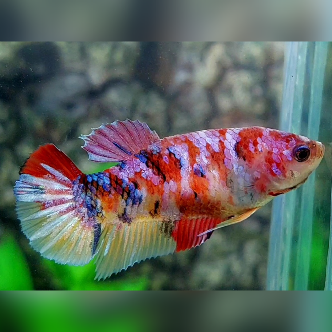 Multicolor Candy Galaxy HMPK Betta Fish Female For Sorority / Breed