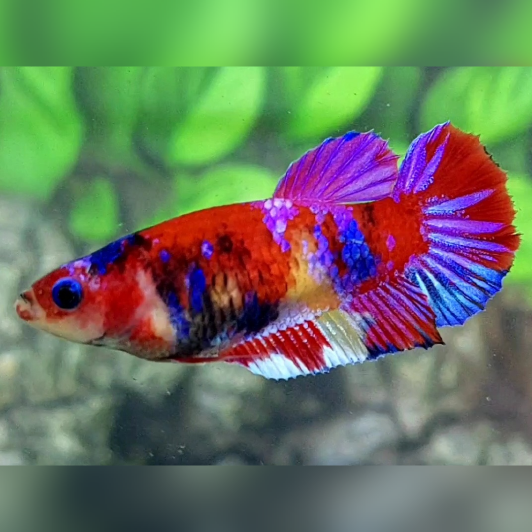 Multicolor Red Purple Galaxy HMPK Betta Fish Female For Sorority / Breed