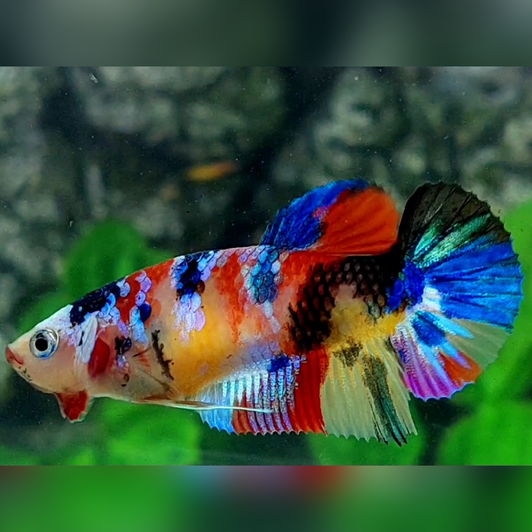 Multicolor Yellowbase Galaxy HMPK Betta Fish Female For Sorority / Breed