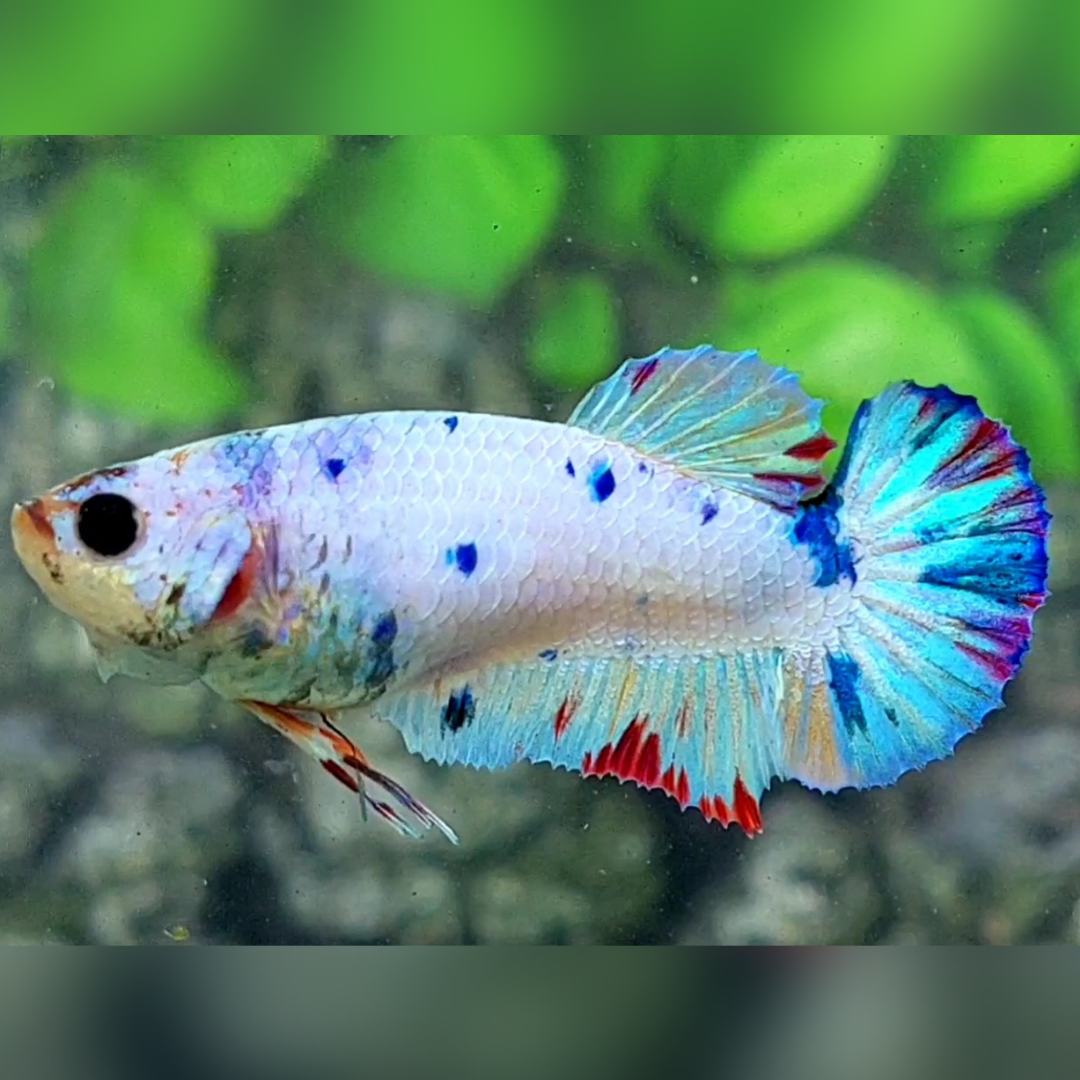 Multicolor Dalmation HMPK Female For Sorority / Breed #na