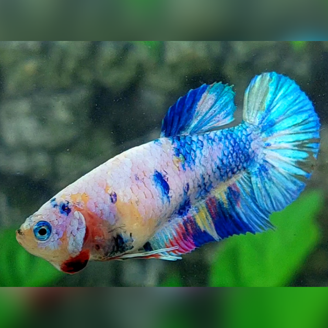 Multicolor HMPK Betta Fish Female For Sorority / Breed