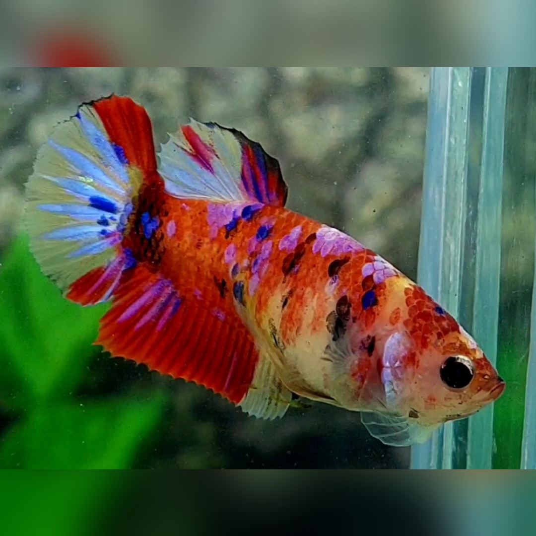 Multicolor Candy Galaxy HMPK Betta Fish Female For Sorority / Breed