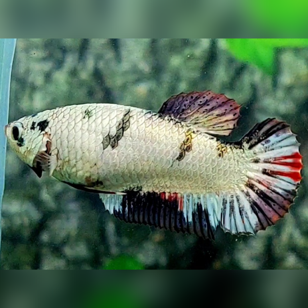 Fancy White Copper HMPK Betta Fish Female For Sorority / Breed