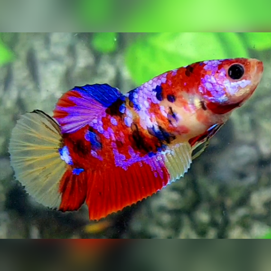 Multicolor Candy Purple Galaxy HMPK Betta Fish Female For Sorority / Breed