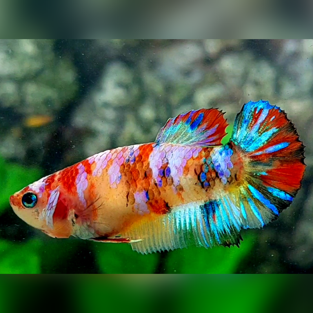Yellowbase Multicolor Galaxy HMPK Betta Fish Female For Sorority / Breed