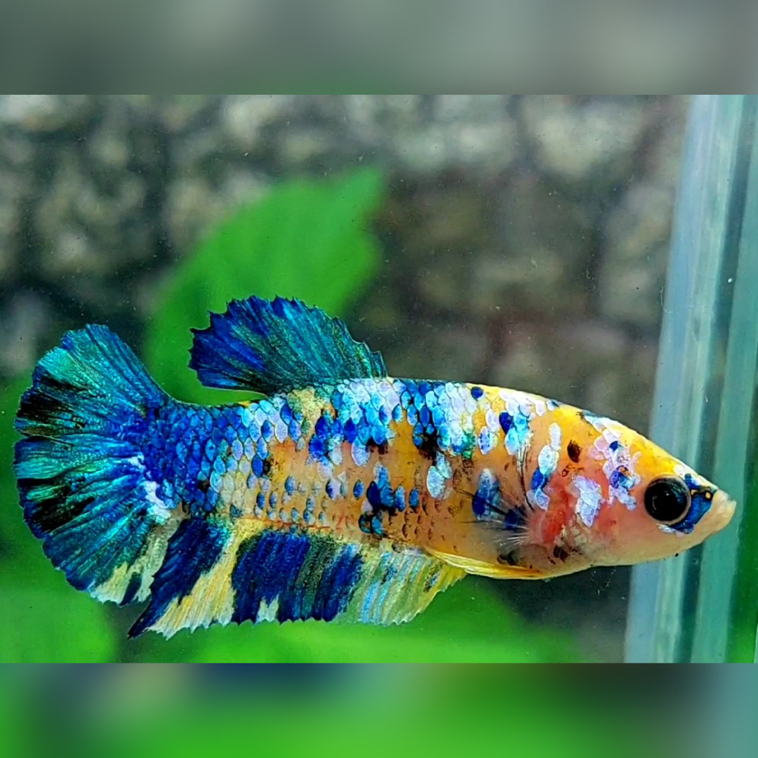 Blue Yellow Galaxy HMPK Betta Fish Female For Sorority / Breed #YKG