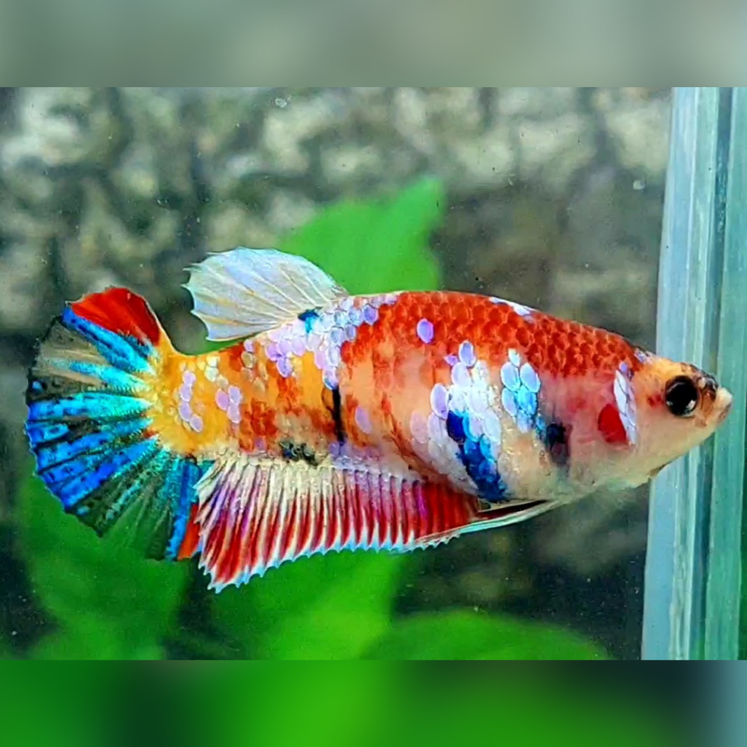Multicolor Galaxy HMPK Betta Fish Female For Sorority / Breed